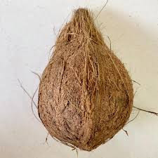 Brown Coconut