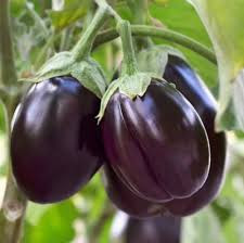 Fresh Brinjal